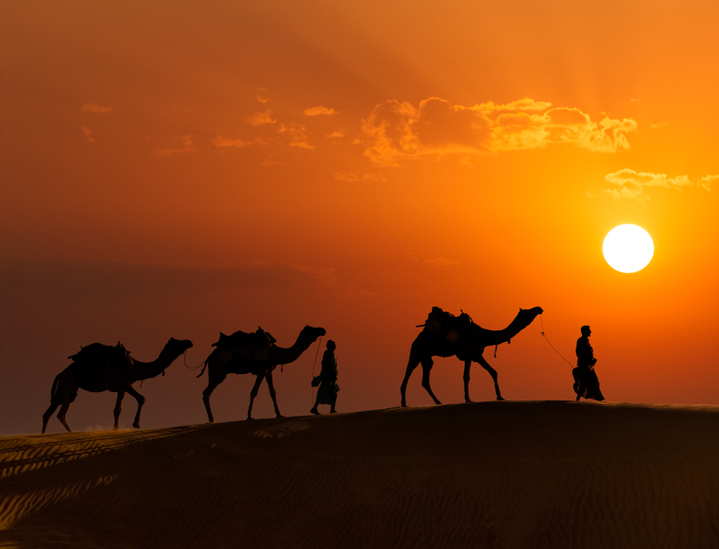 camels3.jpg